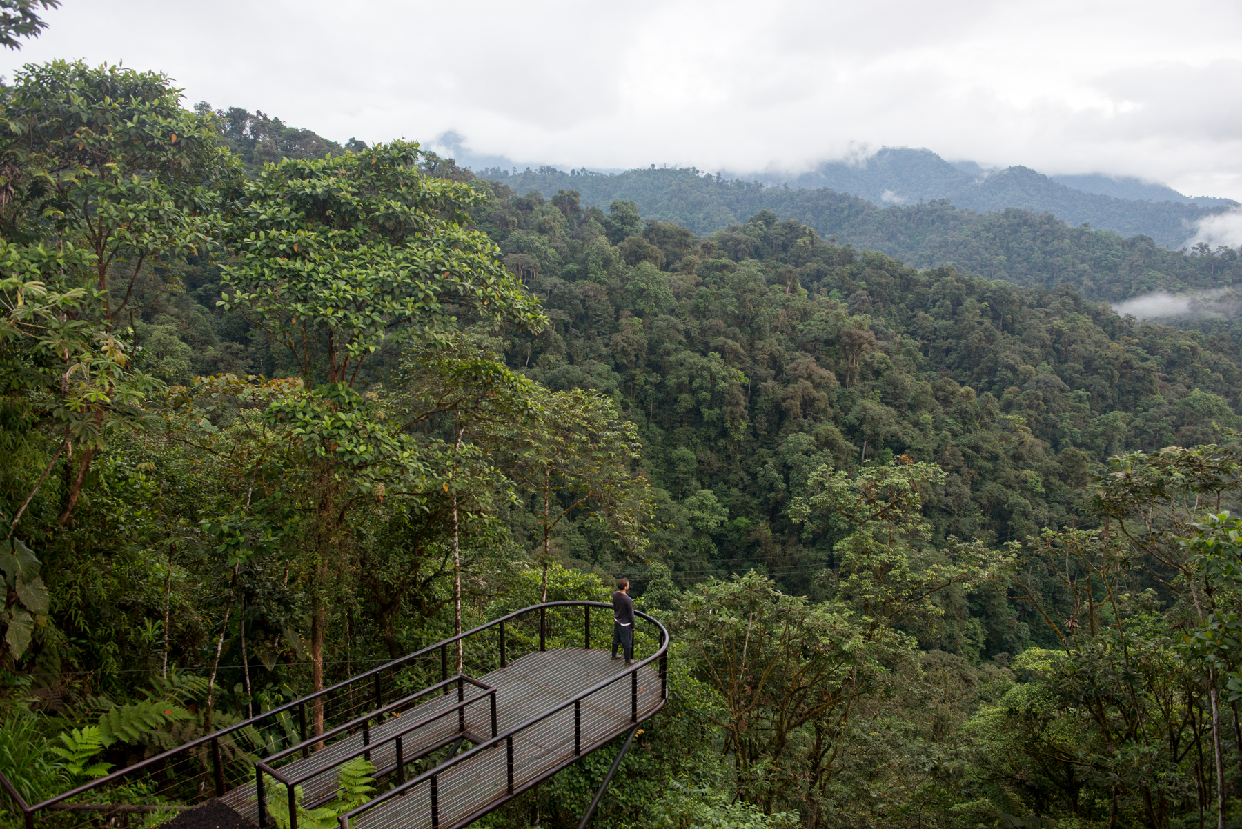 Mashpi: a cocoon in an Ecuadorian cloud forest